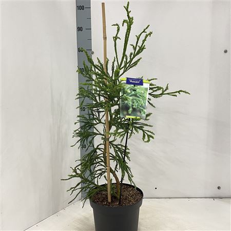 Cryptomeria Rasen