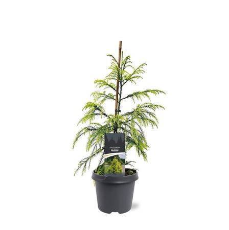 Cryptomeria Jap Sekkan