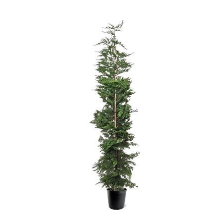 Cupressocyparis Leylandii