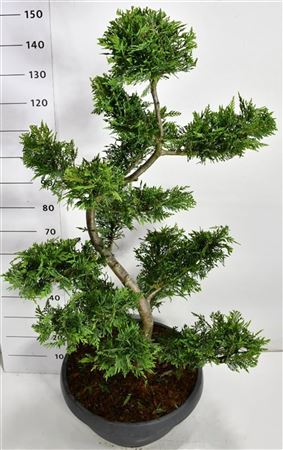 Cupressocyparis Leylandii