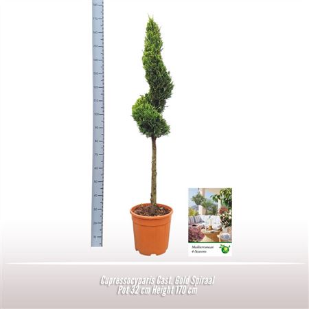 Cupressocyparis Cast Gold Spiral