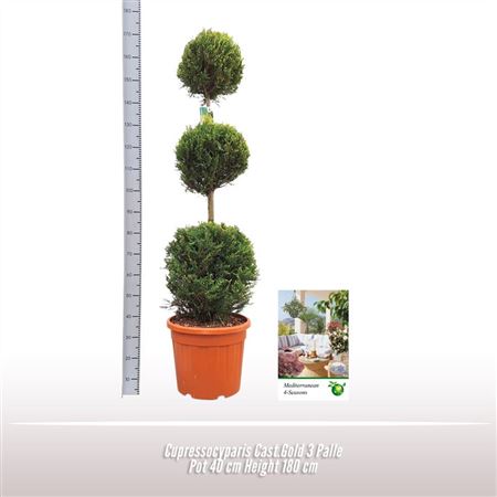 Cupressocyparis Cast Gold Spiral