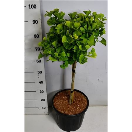 Ginkgo Biloba Mariken