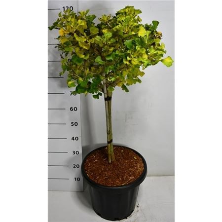 Ginkgo Bil Mariken On Stem