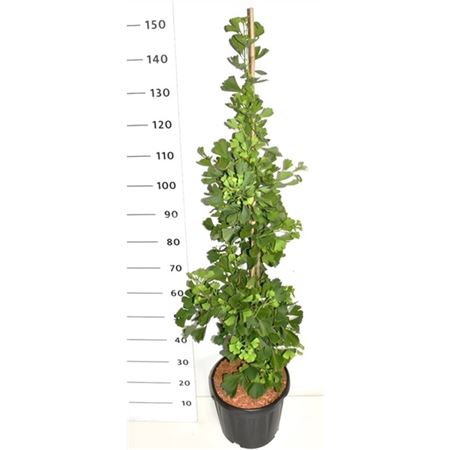 Ginkgo Bil Fastigiata Blagon