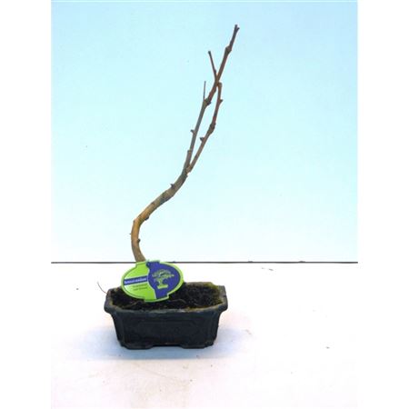 Bonsai Ginkgo Biloba Shape With Drip Tray