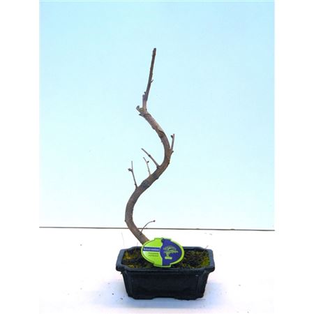 Bonsai Ginkgo Biloba Shape