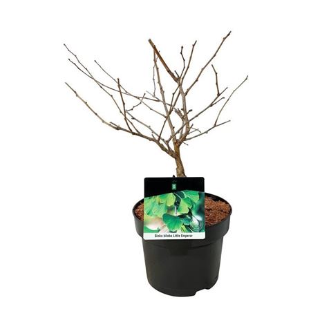 Ginkgo Biloba Little Emperor