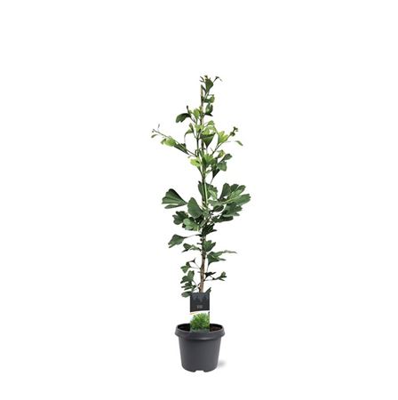 Ginkgo Biloba