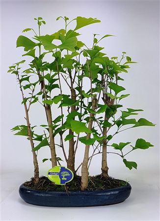 Bonsai Ginkgo Biloba Group 5 Stem