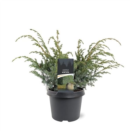 Juniperus Chin Blue Alps