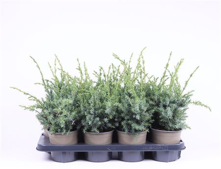 Juniperus Chin Blue Alps