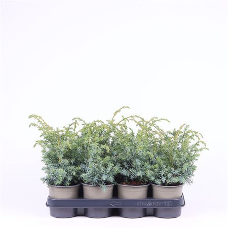Juniperus Chin Blue Alps