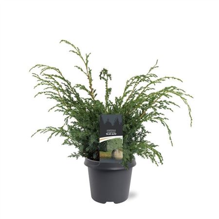 Juniperus Chin Blue Alps
