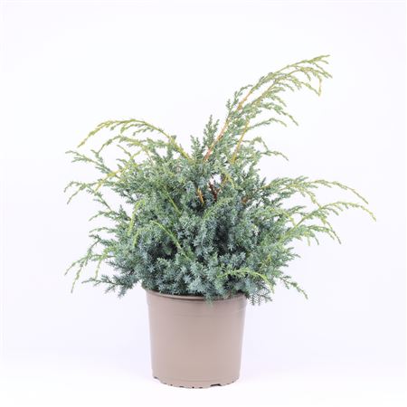Juniperus Chin Blue Alps