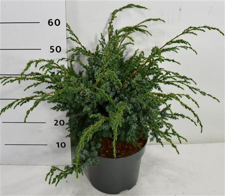 Juniperus Chin Blue Alps