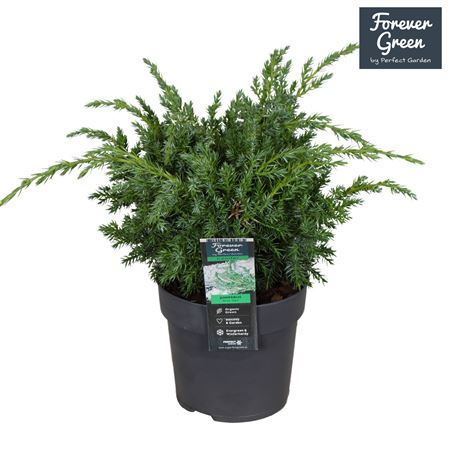 Juniperus Chin Blue Alps