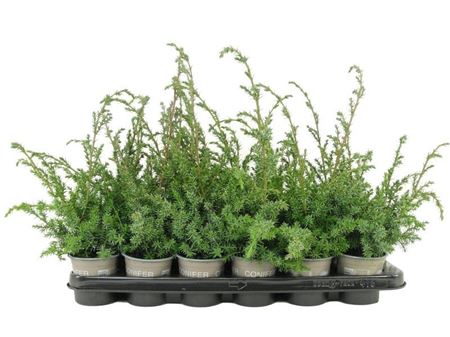 Juniperus Chin Blue Alps