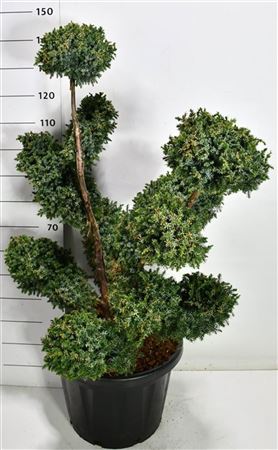 Juniperus Chin Blue Alps