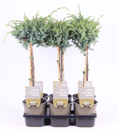 Juniperus Chin. Blue Alps On Stem