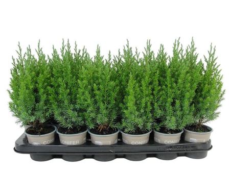 Juniperus Chin Stricta