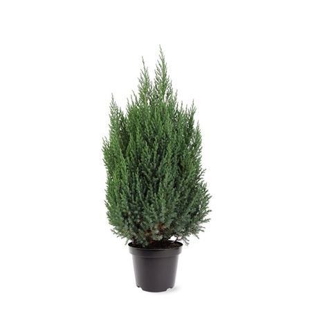 Juniperus Chin Stricta