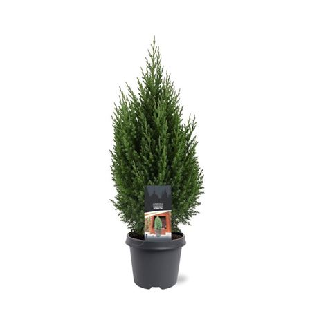 Juniperus Chin Stricta