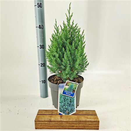 Juniperus Chin Stricta