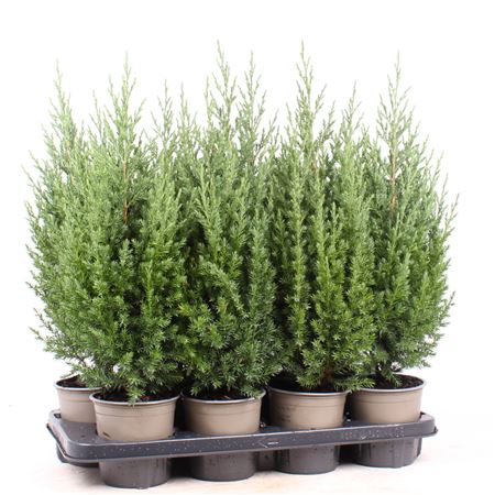 Juniperus Chinensis Stricta
