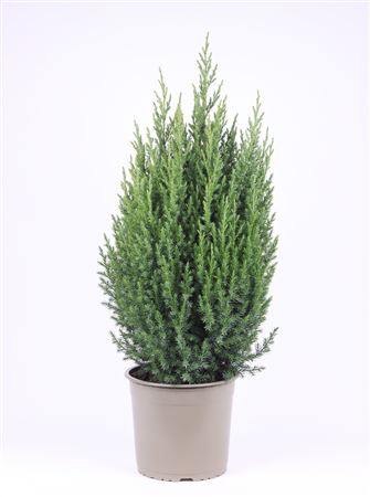 Juniperus Chinensis Stricta