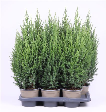 Juniperus Chinensis Stricta