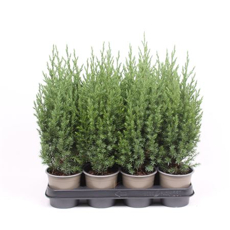 Juniperus Chinensis Stricta