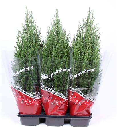 Juniperus Chin Stricta Red Sleeve