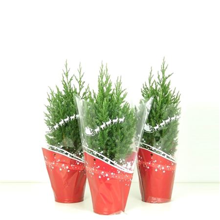 Juniperus Chin Stricta Red Sleeve