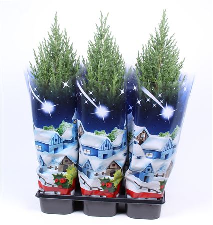 Juniperus Chinensis Stricta Blue Sleeve