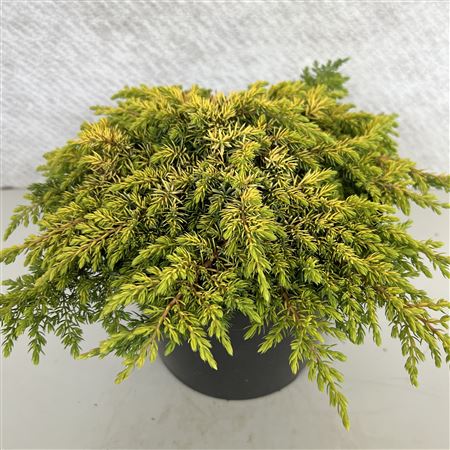 Juniperus Comm Lemon Carpet