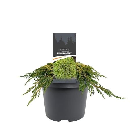Juniperus Comm Lemon Carpet