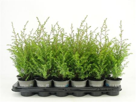 Juniperus Comm Gold Cone