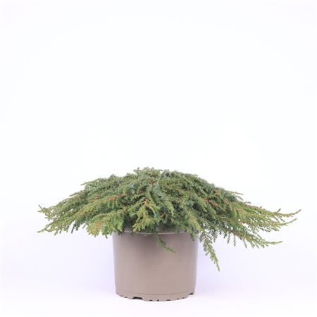 Juniperus Comm Green Carpet