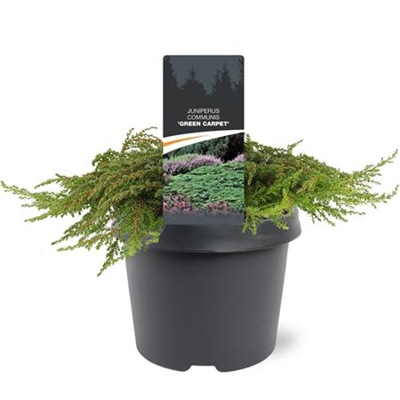 Juniperus Comm Green Carpet