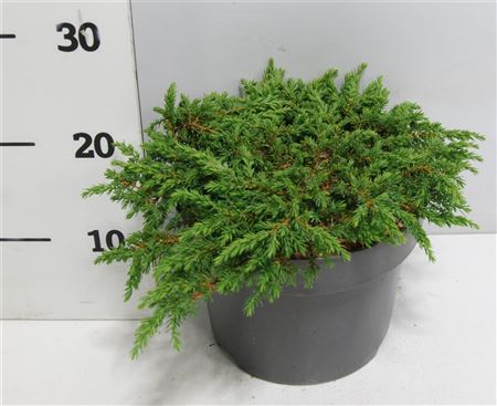 Juniperus Comm Green Carpet