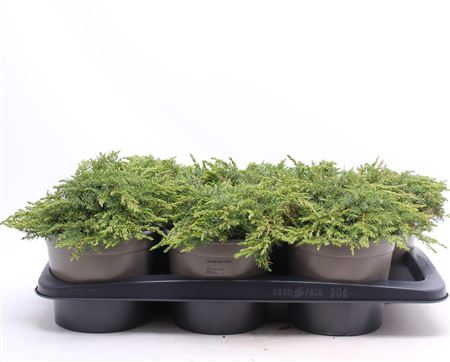 Juniperus Comm Green Carpet