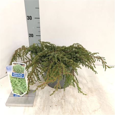 Juniperus Comm Green Carpet