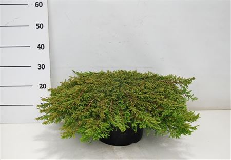 Juniperus Comm Green Carpet