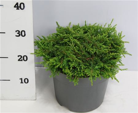 Juniperus Comm Green Carpet