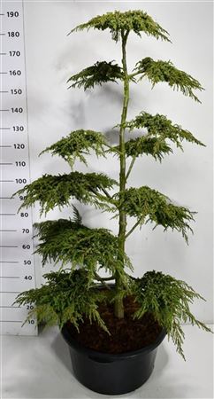 Juniperus Comm Green Carpet