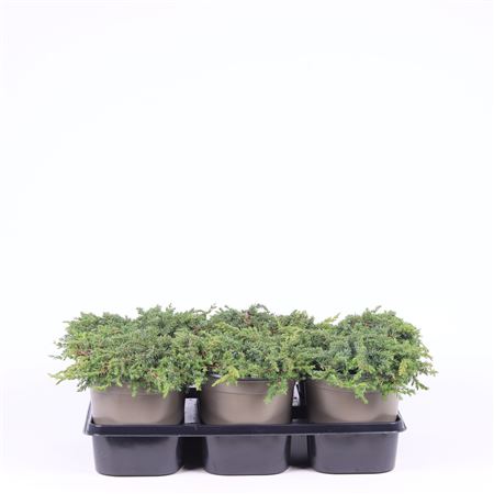 Juniperus Comm Green Carpet