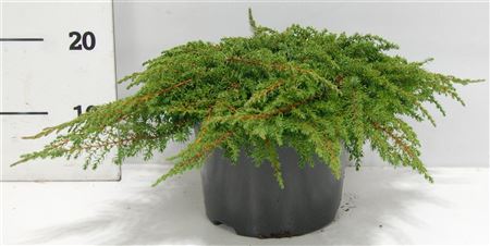 Juniperus Comm Green Carpet