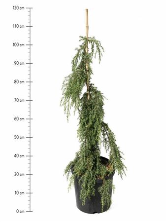 Juniperus Comm Horstmann