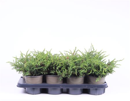 Juniperus Comm Repanda